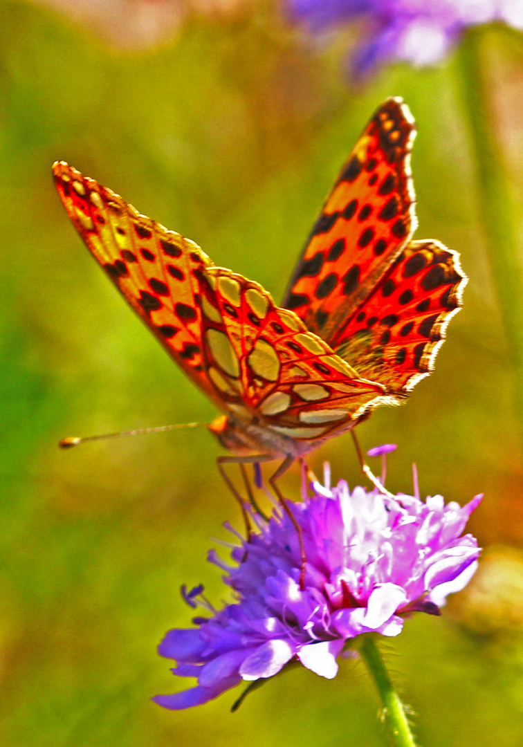 Kleiner Perlmutterfalter (Issoria lathonia)