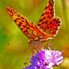 Kleiner Perlmutterfalter (Issoria lathonia)