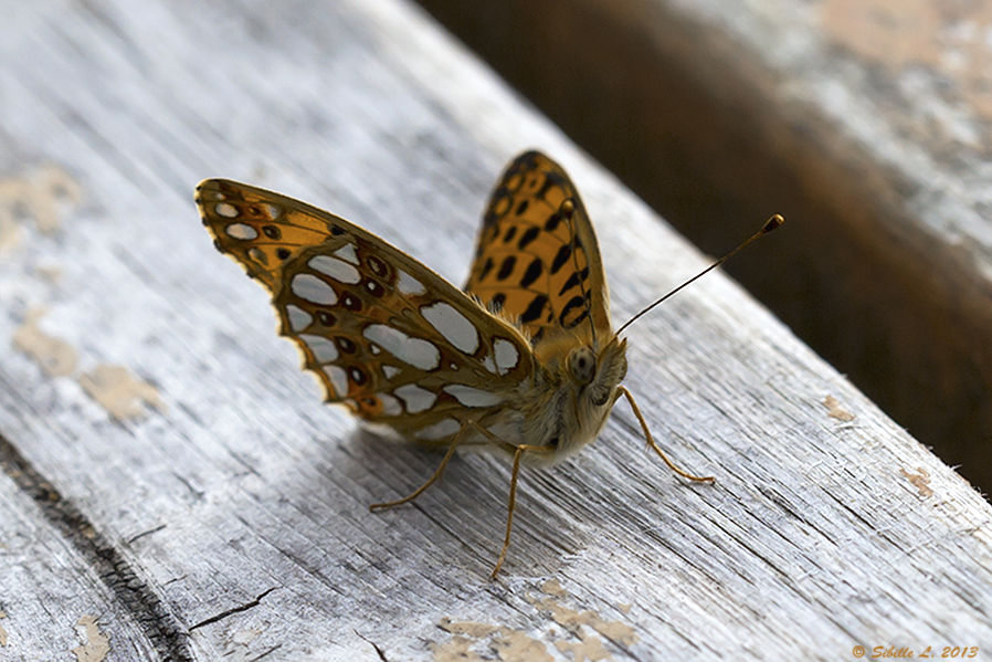 Kleiner Perlmutterfalter (Issoria lathonia)