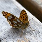 Kleiner Perlmutterfalter (Issoria lathonia)