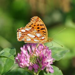 Kleiner Perlmutterfalter (Issoria lathonia)