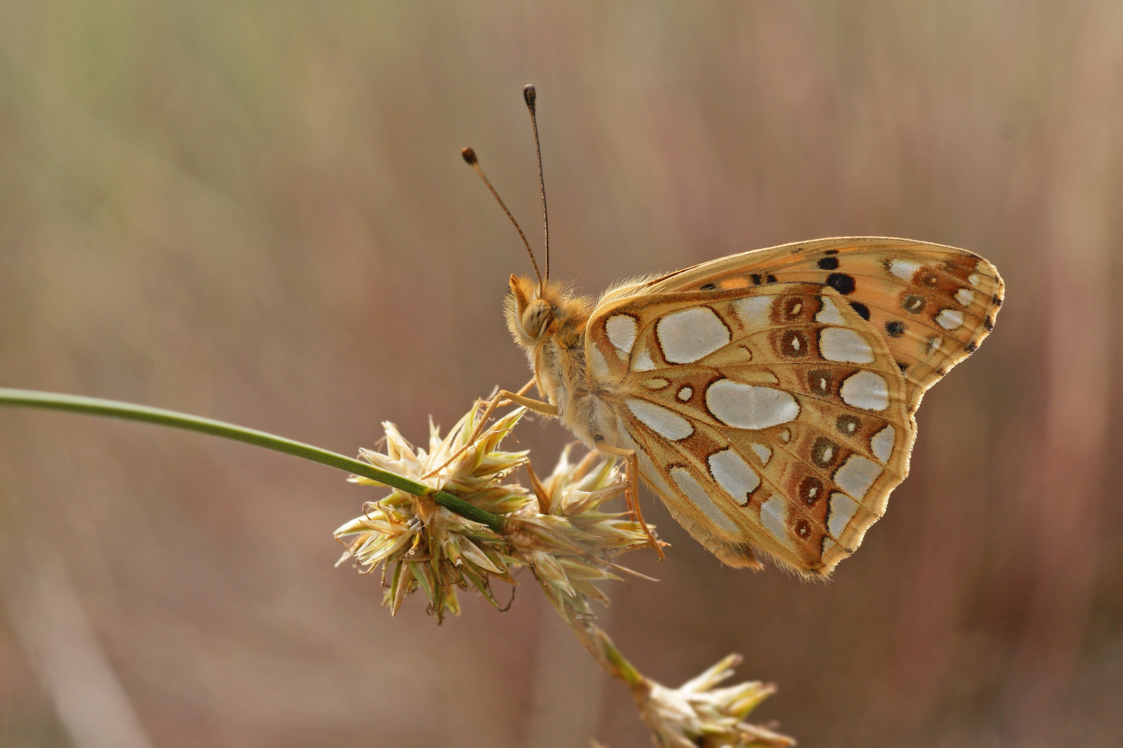 Kleiner Perlmutterfalter (Issoria lathonia)