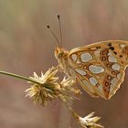 Kleiner Perlmutterfalter (Issoria lathonia)