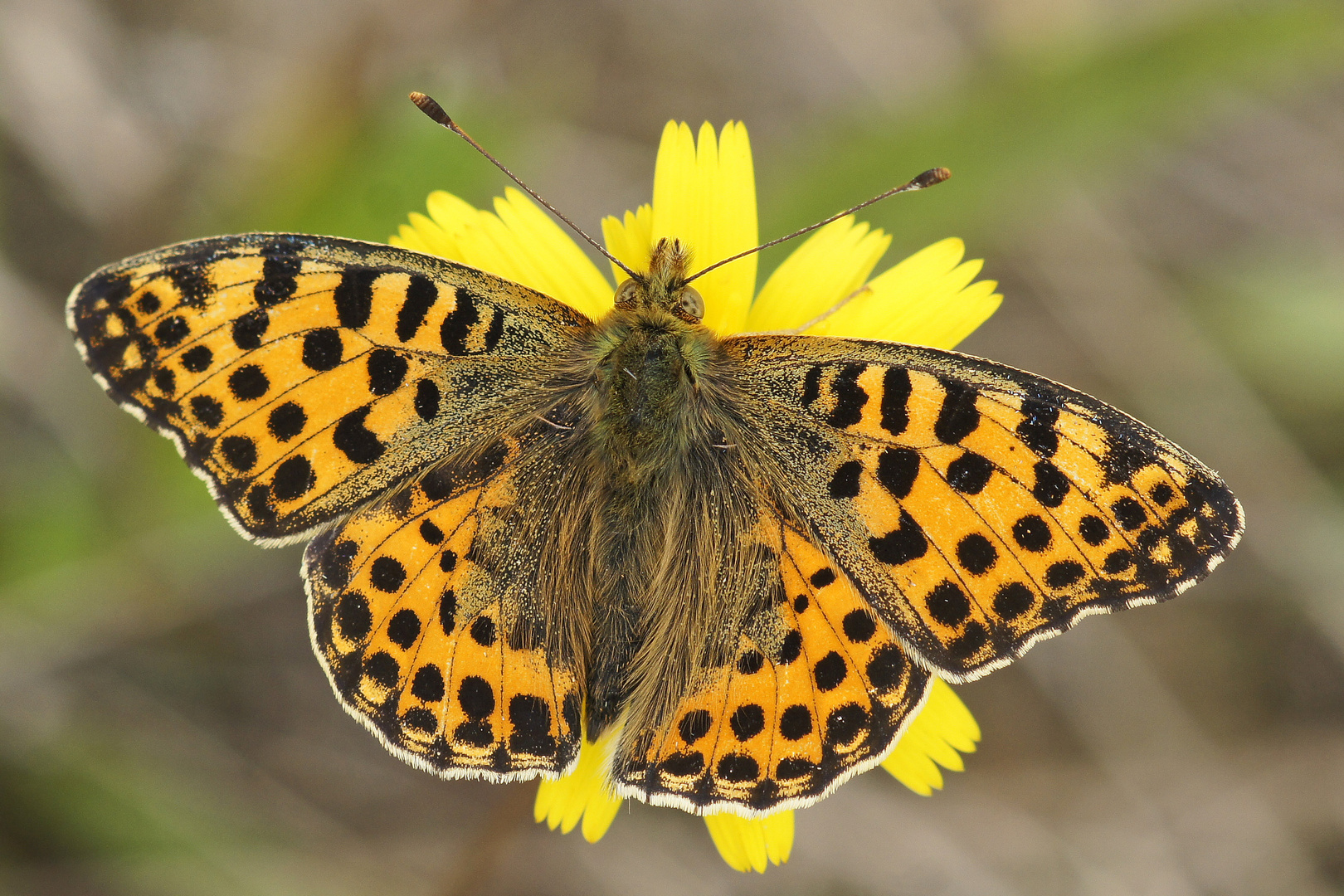 Kleiner Perlmutterfalter (Issoria lathonia)