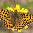 Kleiner Perlmutterfalter (Issoria lathonia)