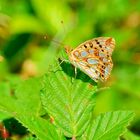 Kleiner Perlmutterfalter (Issoria lathonia)