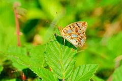 Kleiner Perlmutterfalter (Issoria lathonia)