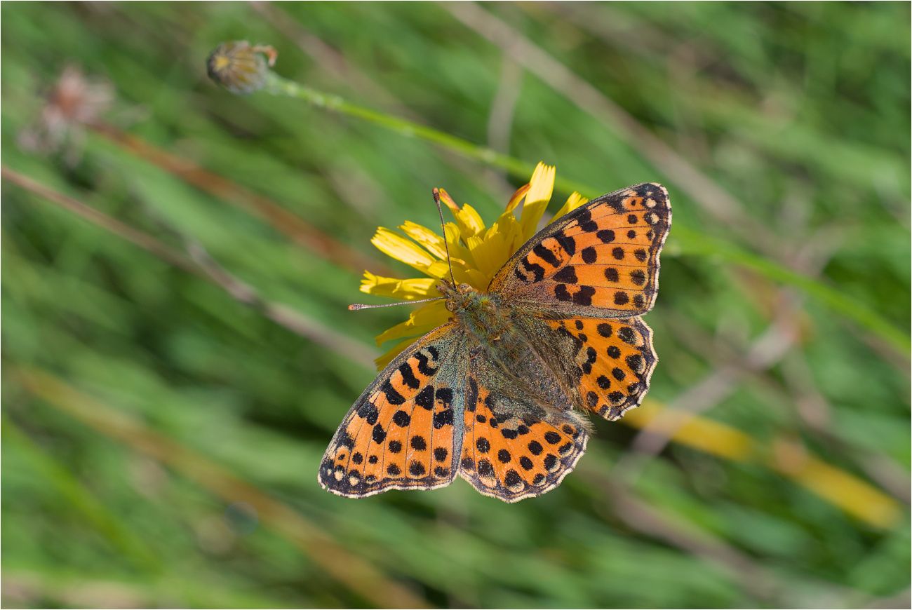 Kleiner Perlmutterfalter (Issoria lathonia)