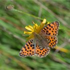 Kleiner Perlmutterfalter (Issoria lathonia)