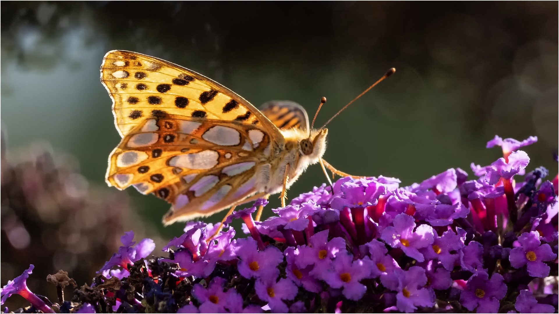  Kleiner Perlmutterfalter - Issoria lathonia -  .....