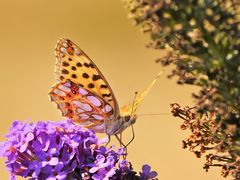  Kleiner Perlmutterfalter, (Issoria lathonia)