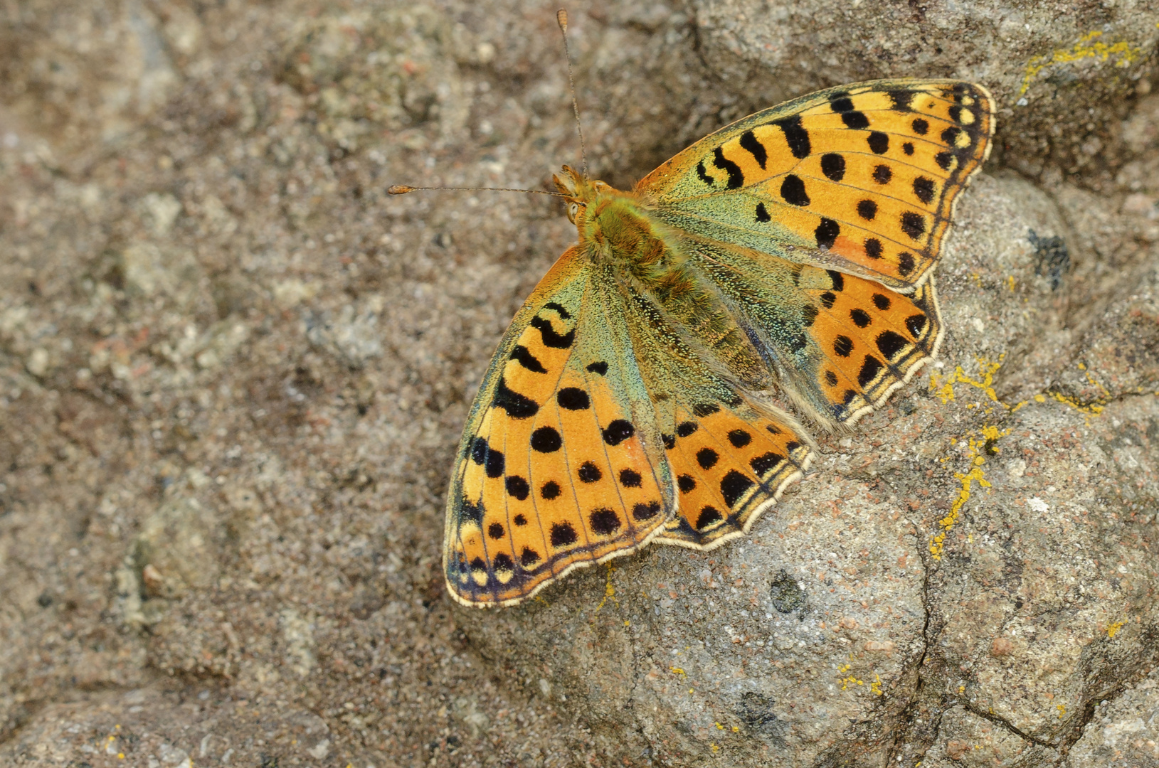 Kleiner Perlmutterfalter (Issoria lathonia)