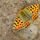 Kleiner Perlmutterfalter (Issoria lathonia)