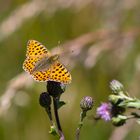 Kleiner Perlmutterfalter (Issoria lathonia)