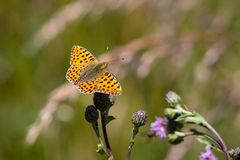 Kleiner Perlmutterfalter (Issoria lathonia)