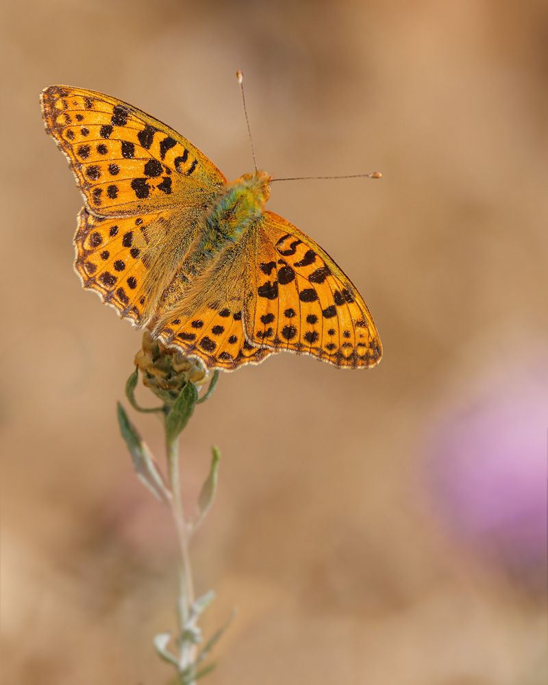 Kleiner Perlmutterfalter ( Issoria lathonia )