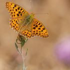 Kleiner Perlmutterfalter ( Issoria lathonia )