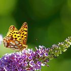 Kleiner Perlmutterfalter, (Issoria lathonia)