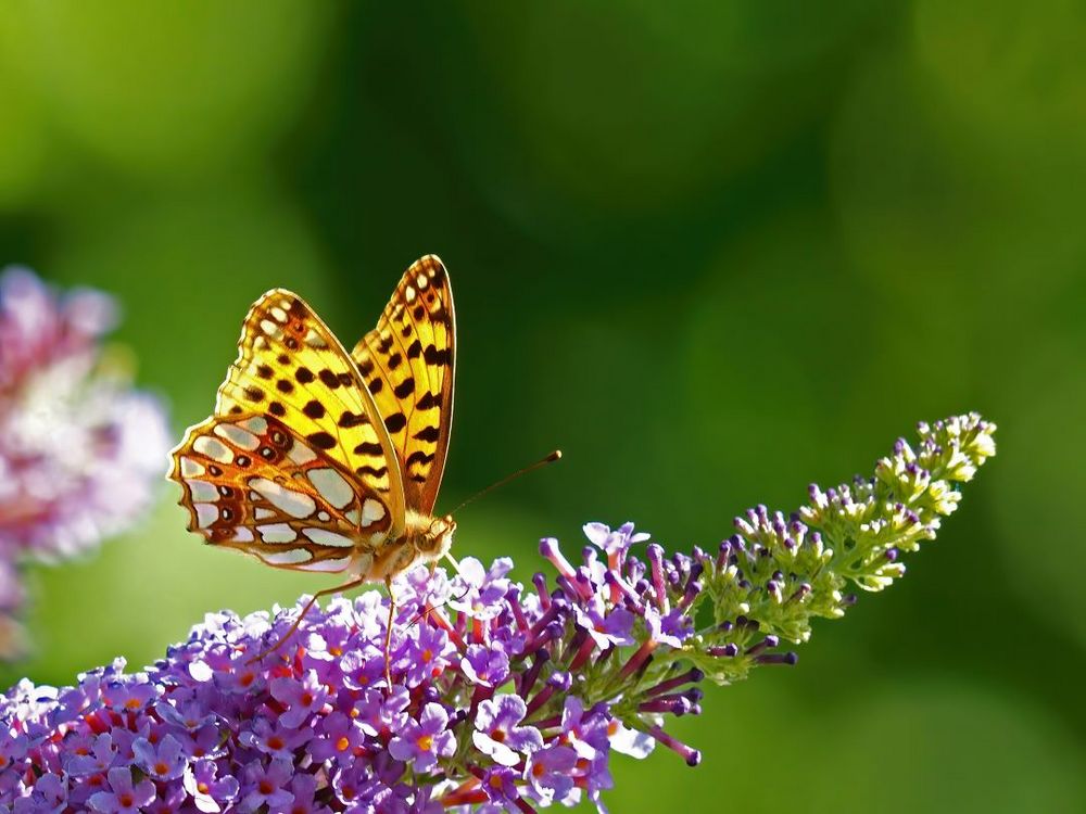 Kleiner Perlmutterfalter, (Issoria lathonia)