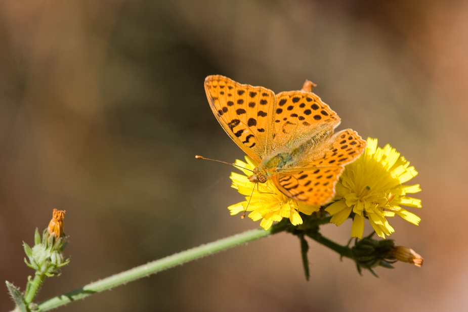 Kleiner Perlmutterfalter (Issoria lathonia)