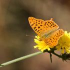 Kleiner Perlmutterfalter (Issoria lathonia)