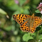 Kleiner Perlmutterfalter (Issoria lathonia)