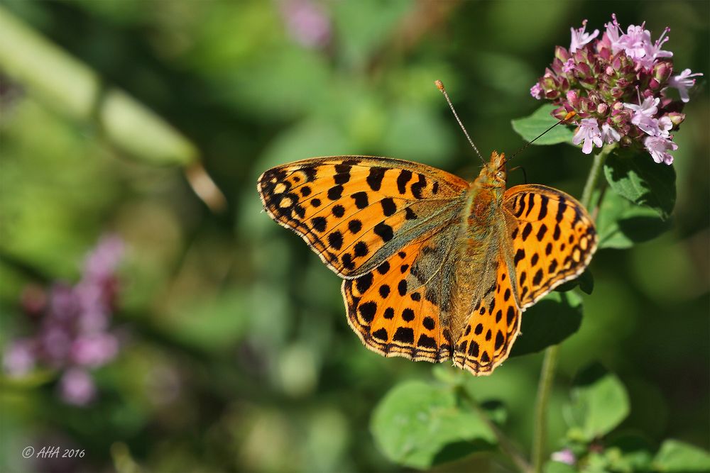 Kleiner Perlmutterfalter (Issoria lathonia)