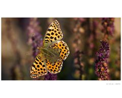 Kleiner Perlmutterfalter (Issoria lathonia)