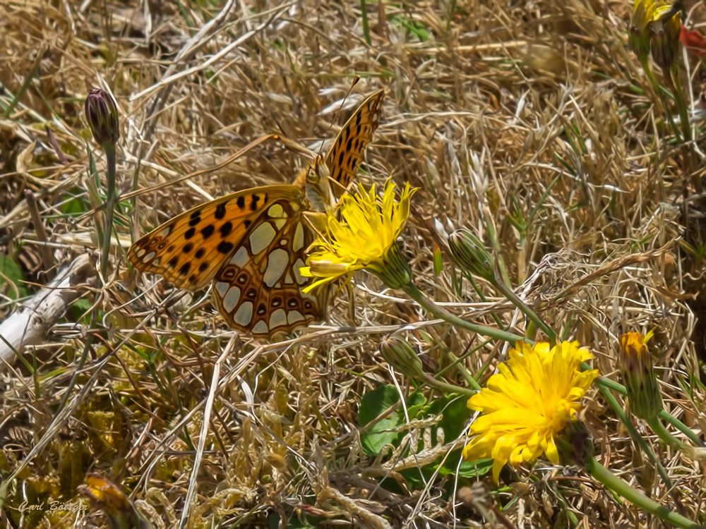 Kleiner Perlmutterfalter (Issoria lathonia)