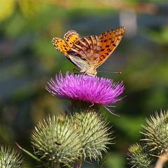 Kleiner Perlmutterfalter (Issoria lathonia)