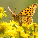  Kleiner Perlmutterfalter, (Issoria lathonia,)