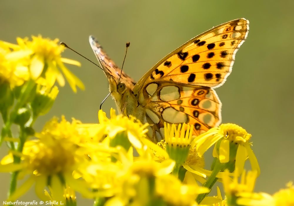  Kleiner Perlmutterfalter, (Issoria lathonia,)