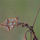 Kleiner Perlmutterfalter (Issoria lathonia)