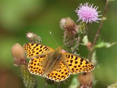 Kleiner Perlmutterfalter, (Issoria lathonia)