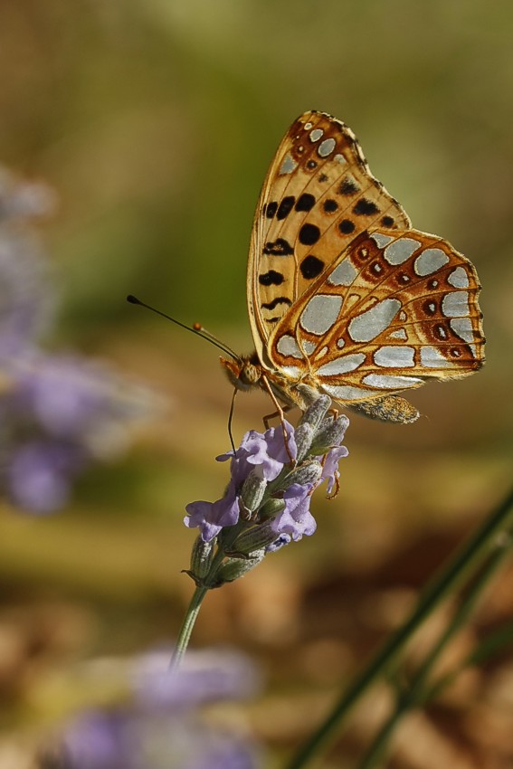 Kleiner Perlmutterfalter (Issoria lathonia)