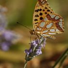 Kleiner Perlmutterfalter (Issoria lathonia)