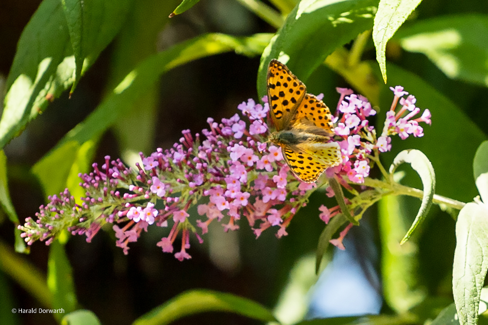 Kleiner Perlmutterfalter (Issoria lathonia)