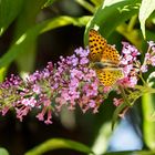 Kleiner Perlmutterfalter (Issoria lathonia)