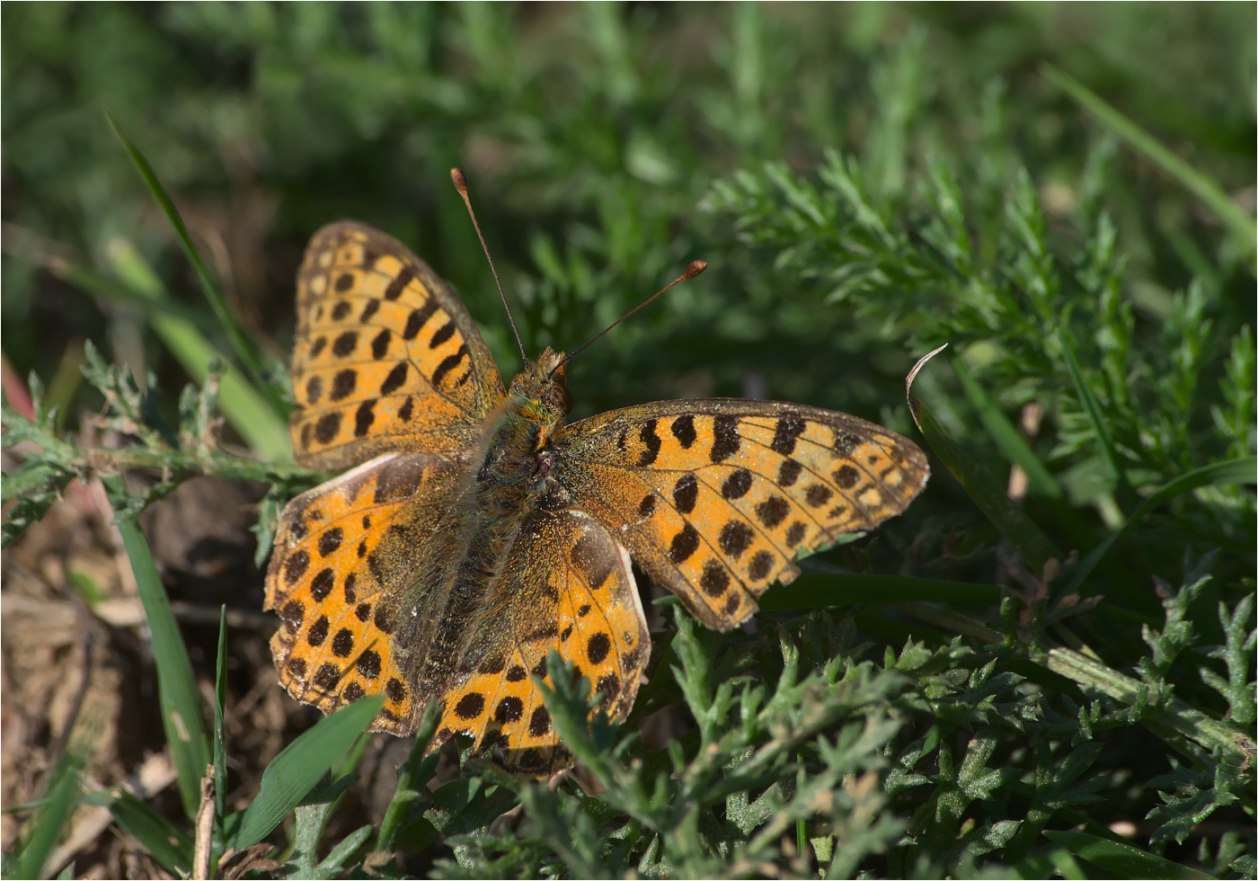 Kleiner Perlmutterfalter (Issoria lathonia)