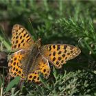 Kleiner Perlmutterfalter (Issoria lathonia)