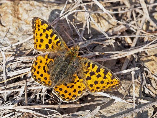 Kleiner Perlmutterfalter (Issoria lathonia) bei starkem Wind.