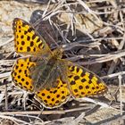 Kleiner Perlmutterfalter (Issoria lathonia) bei starkem Wind.