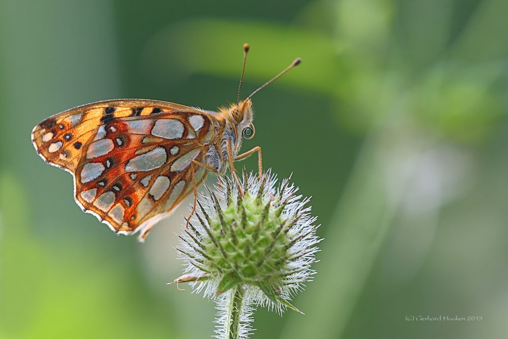 Kleiner Perlmutterfalter (Issoria lathonia)