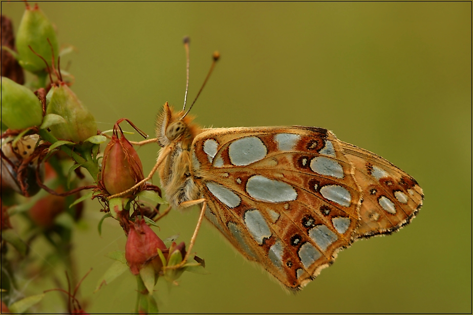 Kleiner Perlmutterfalter (Issoria lathonia)