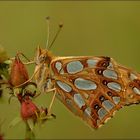 Kleiner Perlmutterfalter (Issoria lathonia)