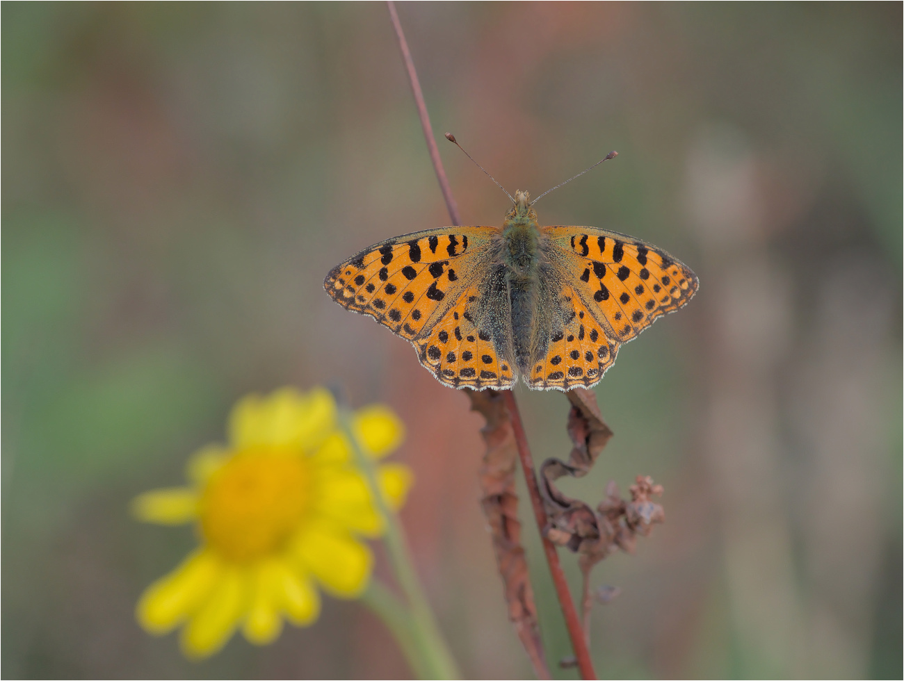 Kleiner Perlmutterfalter (Issoria lathonia)