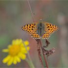 Kleiner Perlmutterfalter (Issoria lathonia)