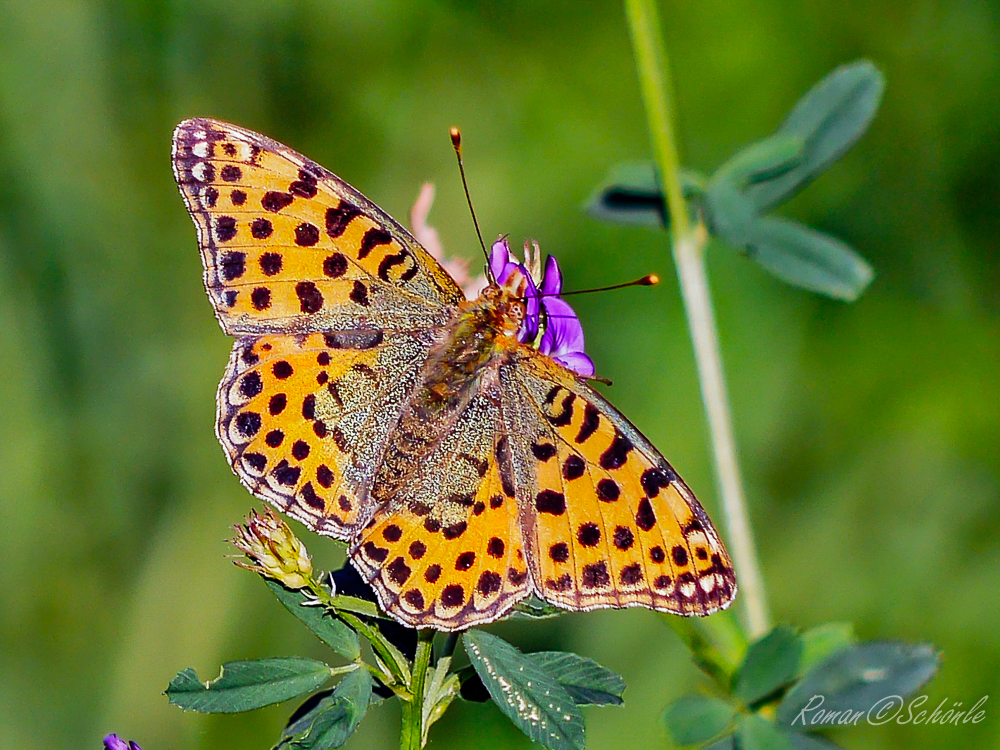 Kleiner Perlmutterfalter (Issoria lathonia)