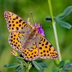 Kleiner Perlmutterfalter (Issoria lathonia)