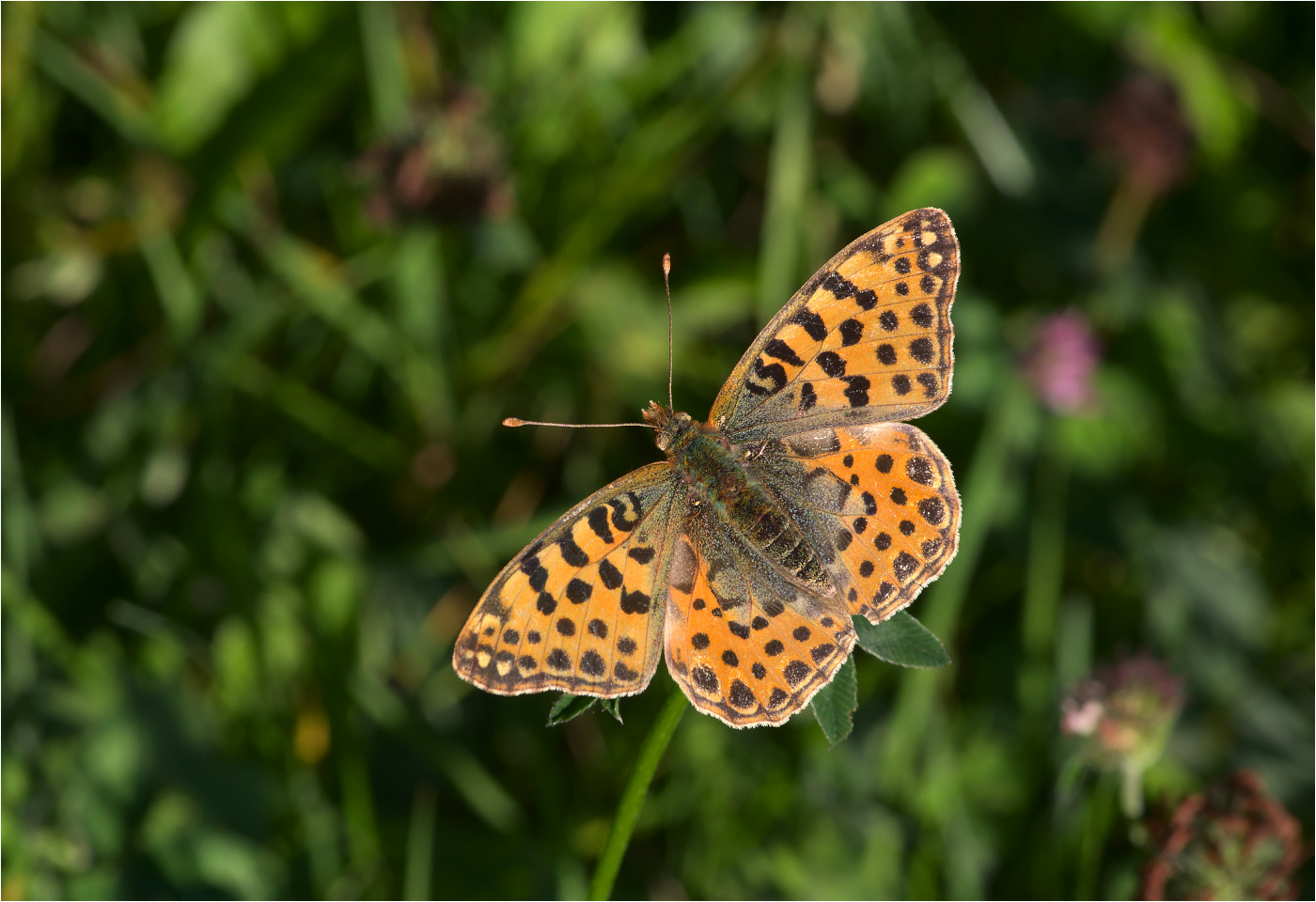 Kleiner Perlmutterfalter (Issoria lathonia)